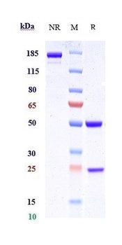 Anti-LAMP1 / CD107a Reference Antibody ( SAR428926)