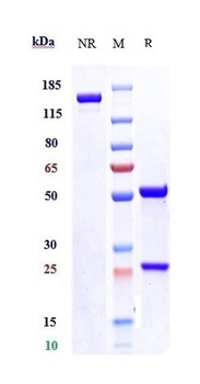 Anti-SLITRK6 Reference Antibody (sirtratumab)