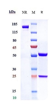 Anti-SLC44A4 Reference Antibody (ASG-5ME)