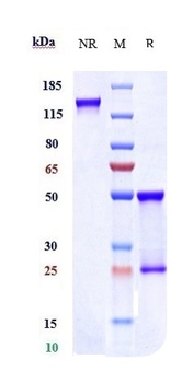 Anti- FcRH5 / IRTA2 / CD307e Reference Antibody