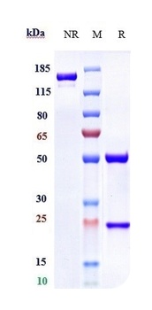 Anti-GPC1 / Glypican-1 Reference Antibody