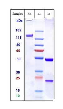 Anti-CD44v6 Reference Antibody (bivatuzumab)