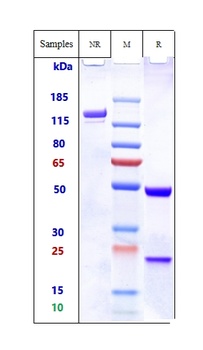 Anti-CD44v6 Reference Antibody