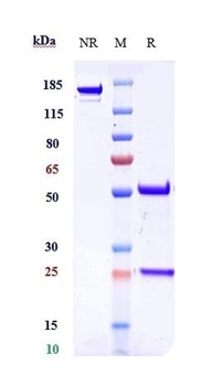 Anti-Dysadherin Reference Antibody