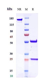 Anti-Dysadherin Reference Antibody