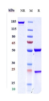 Anti-MRC2 / CD280 Reference Antibody
