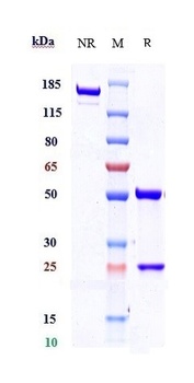 Anti-TEM1 / Endosialin / CD248 Reference Antibody (ontuxizumab)