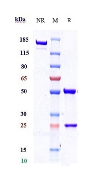 Anti-TEM1 / Endosialin / CD248 Reference Antibody