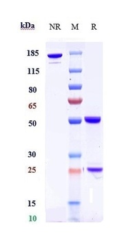 Anti-DLK1 Reference Antibody