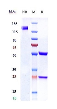Anti-Ly6E Reference Antibody (RG7841)