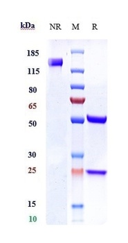 Anti-Ly6E Reference Antibody