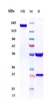 Anti-IL-1b Reference Antibody (canakinumab)