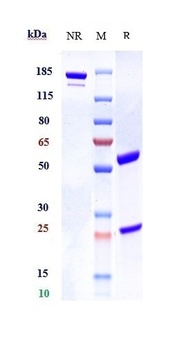 Anti-ANGPTL8 Reference Antibody