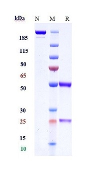 Anti-TIE2 / CD202b Reference Antibody