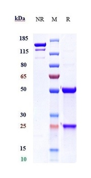 Anti-TMEFF2 Reference Antibody