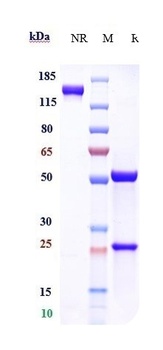 Anti-Albumin Reference Antibody