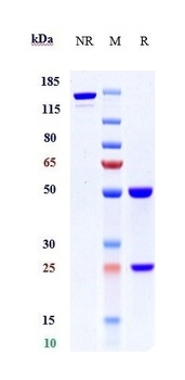 Anti-GPR73 / PROKR1 Reference Antibody (Multiple seq-one in animal)