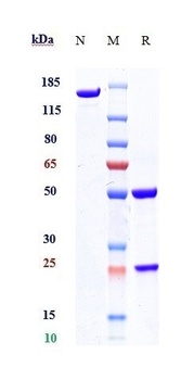 Anti-Orai1 Reference Antibody