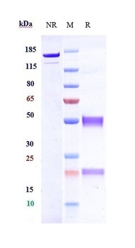 Anti-RGMC / HFE2 Reference Antibody