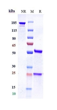 Anti-Complement Factor P / Properdin Reference Antibody