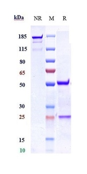 Anti-Nogo Receptor / NgR Reference Antibody