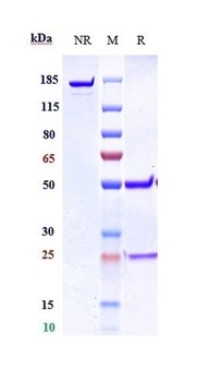 Anti-GREM1 / Gremlin Reference Antibody
