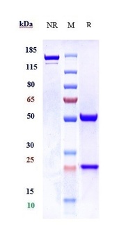 Anti-TPSAB1 Reference Antibody