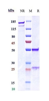 Anti-MPL / TPOR / CD110 Reference Antibody