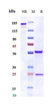 Anti-CXCR3 / GPR9 / CD183 Reference Antibody