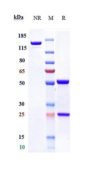 Anti-F9 / Factor IX Reference Antibody (emicizumab)