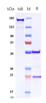 Anti-Integrin aVb6 (ITGAV & ITGB6) Reference Antibody