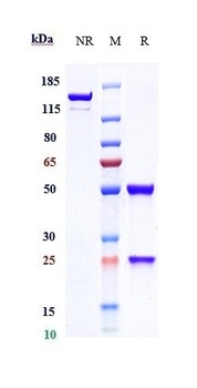 Anti-GUCY2C Reference Antibody (indusatumab)