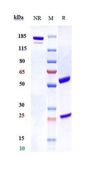 Anti-ILDR2 Reference Antibody