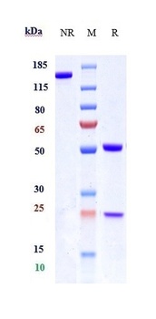 Anti-IL-13Ra1 / CD213a1 Reference Antibody (MK-6105)