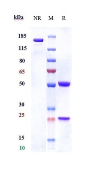 Anti-CSF2Rb / CD131 Reference Antibody (CSL311)