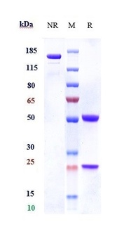 Anti-CSF2Rb / CD131 Reference Antibody