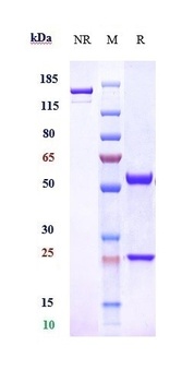 Anti-Adrenomedullin Reference Antibody (enibarcimab)