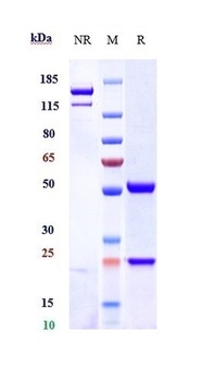 Anti-INHBA / Activin A Reference Antibody (garetosmab)