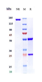 Anti-VEGFB Reference Antibody (CSL346)