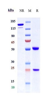 Anti-Integrin b1 / ITGB1 / CD29 Reference Antibody