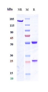 Anti-GPR20 Reference Antibody