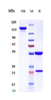 Anti-CD14 Reference Antibody (atibuclimab)