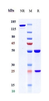 Anti-Complement C2 Reference Antibody