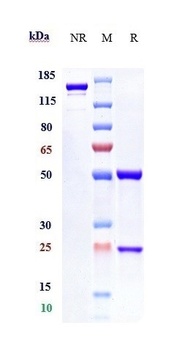 Anti-IFNAR1 Reference Antibody (anifrolumab)