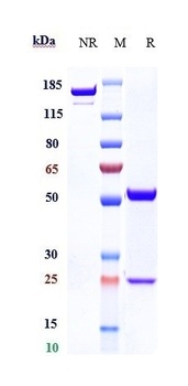Anti-Fucosyl GM1 Reference Antibody (BMS-986012)