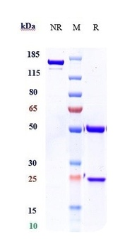 Anti-FGF23 Reference Antibody (burosumab)
