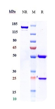 Anti-FGF23 Reference Antibody