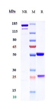 Anti-F12 / Factor XII Reference Antibody