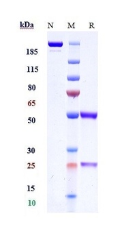 Anti-CB1 / CNR1 Reference Antibody