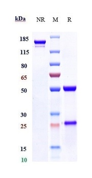 Anti-Melanotransferrin / CD228 Reference Antibody